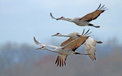 A Conservation Success Story: Sandhill Cranes