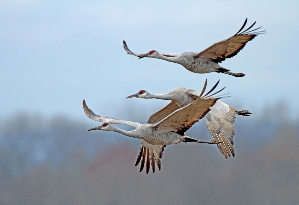 Three sandhill cranes in flight.