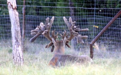 Deer Farming: Fighting Against the Privatization of our Wildlife