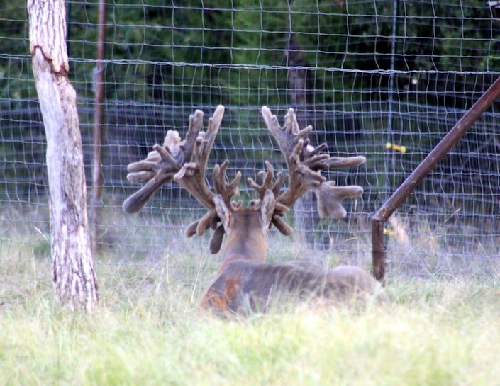 A fenced-in deer at a deer farm
