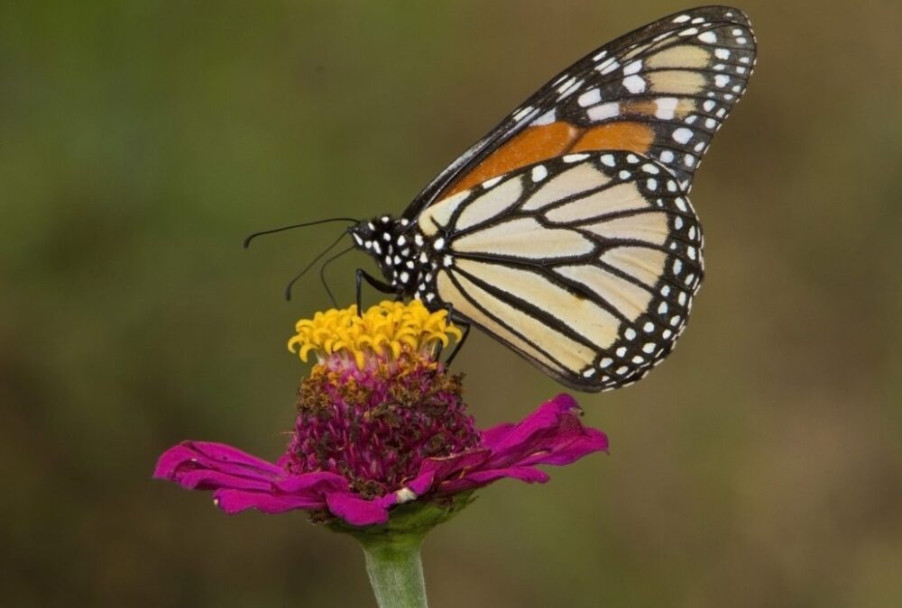 Monarch Butterflies: Here’s What You Can Do
