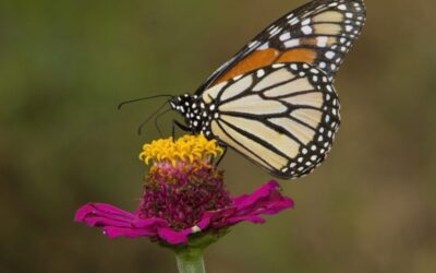 Monarch Butterflies: Here’s What You Can Do