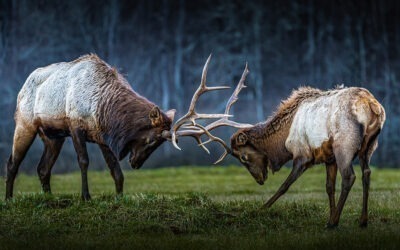 Elk History in Tennessee