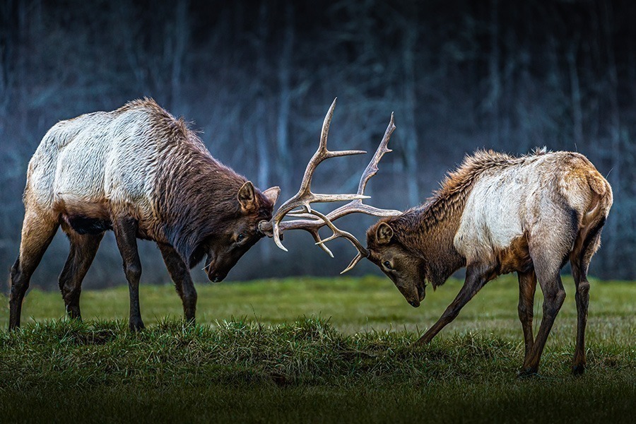 Two bull elk with antlers locked, fighting during the rut.