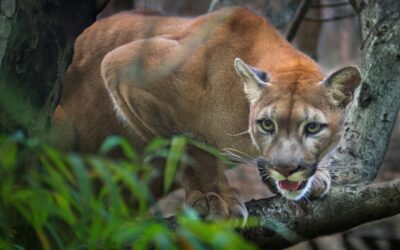 Cougars in Tennessee—Fact or Fiction?