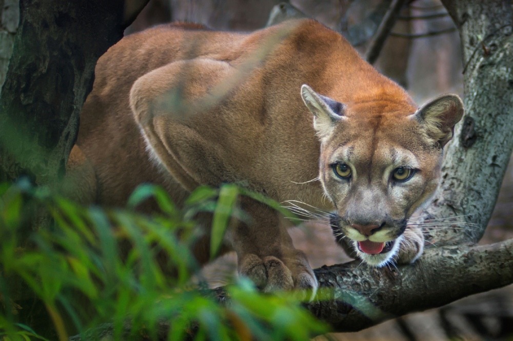 Cougars in Tennessee—Fact or Fiction?