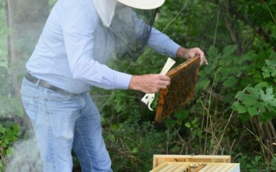 A Bee Obituary