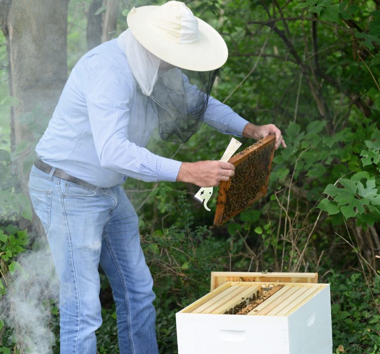 Checking a bee hive
