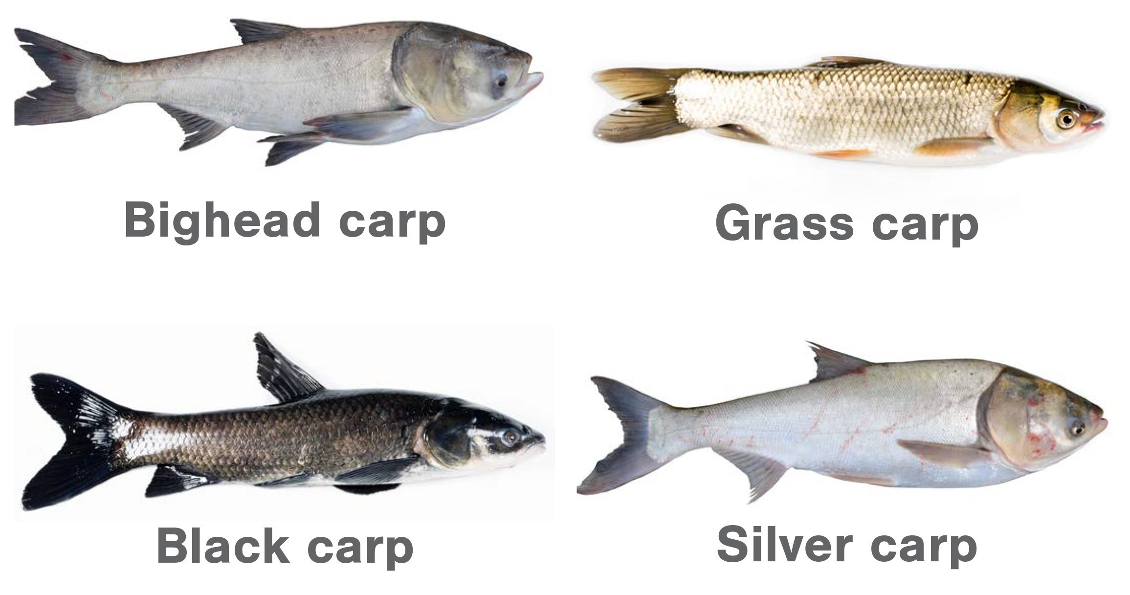 Species of invasive carp