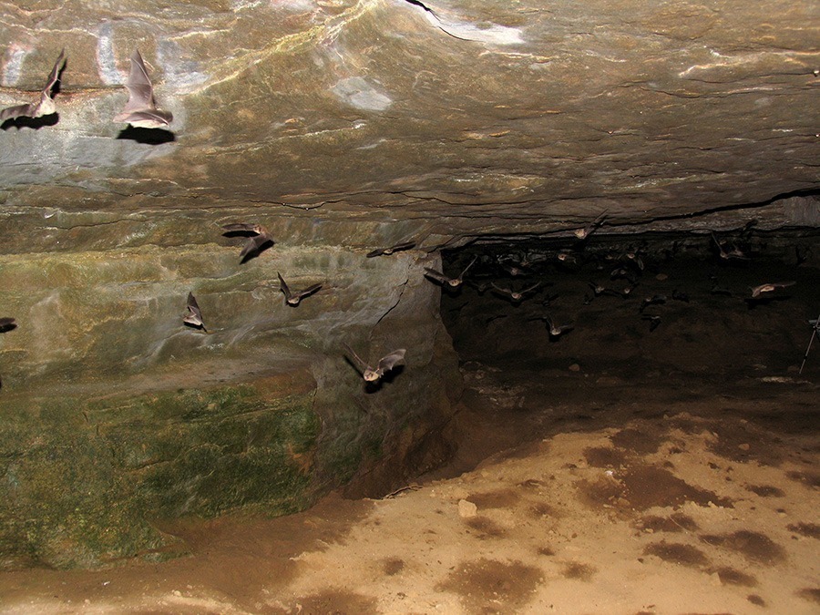 Gray bats flying in a cave