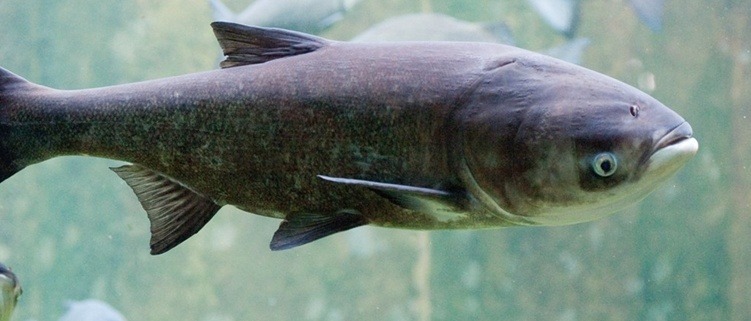 Bighead carp underwater