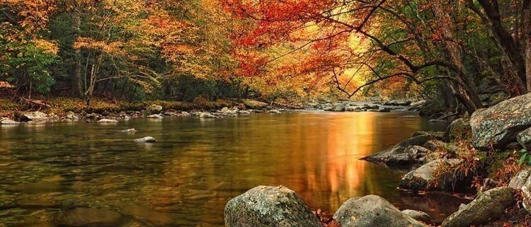 Fall foliage on the river