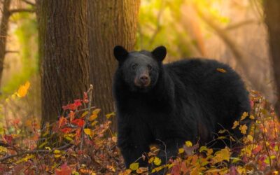 Stop Selling and Transferring Public Lands