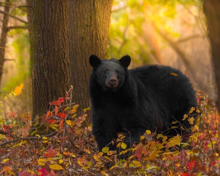 Black bear in fall foliage