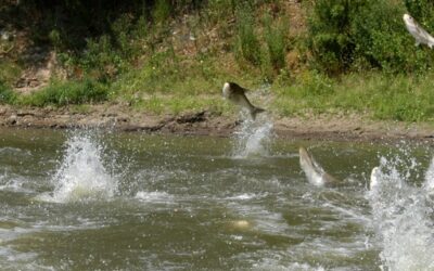 Federation Led Effort To Secure Millions for Asian Carp Fight