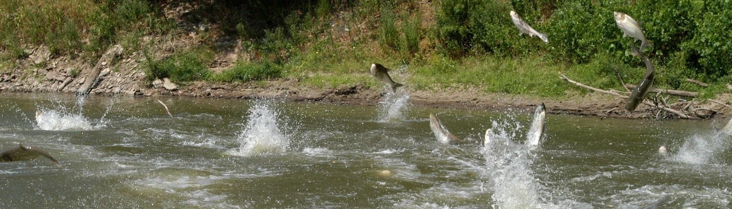 Carp leap from river