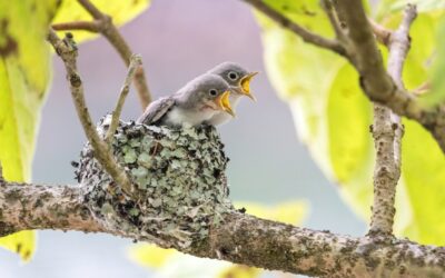 Tennesseans Staying at Home Encouraged to Create Wildlife Habitats in Their Yards