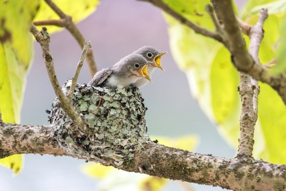 Two fledgling birds in a nest, leaning forward with beaks open wide.