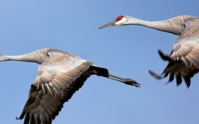 Informing Tennessee’s Wildlife Professionals