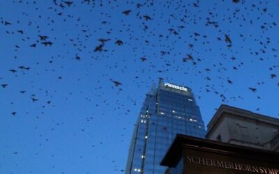 Bird Lovers and Music Lovers Unite for Tennessee’s Purple Martins and the Nashville Symphony