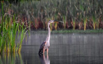 Federation Monitoring Water and Wetland Protections