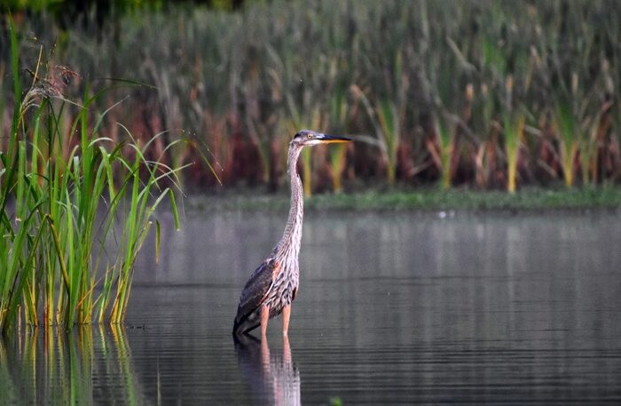 A Blue Heron stands in water