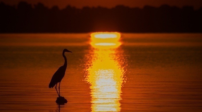 Heron at sunset