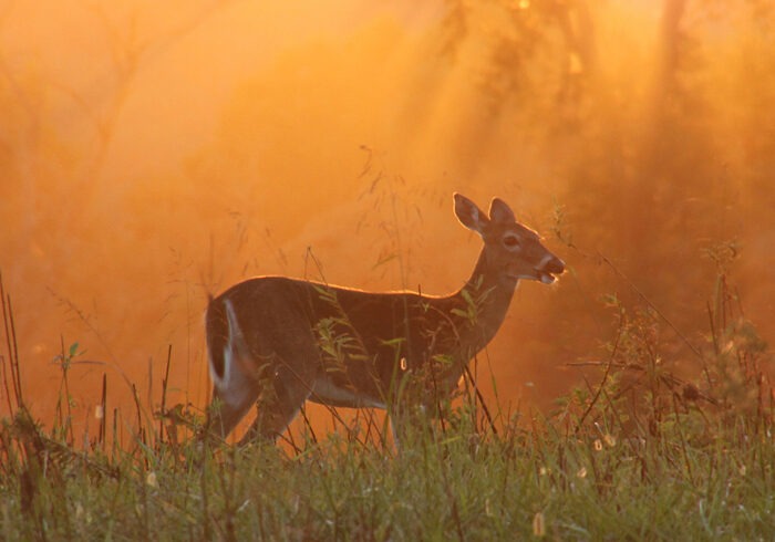 A deer in morning sunlight