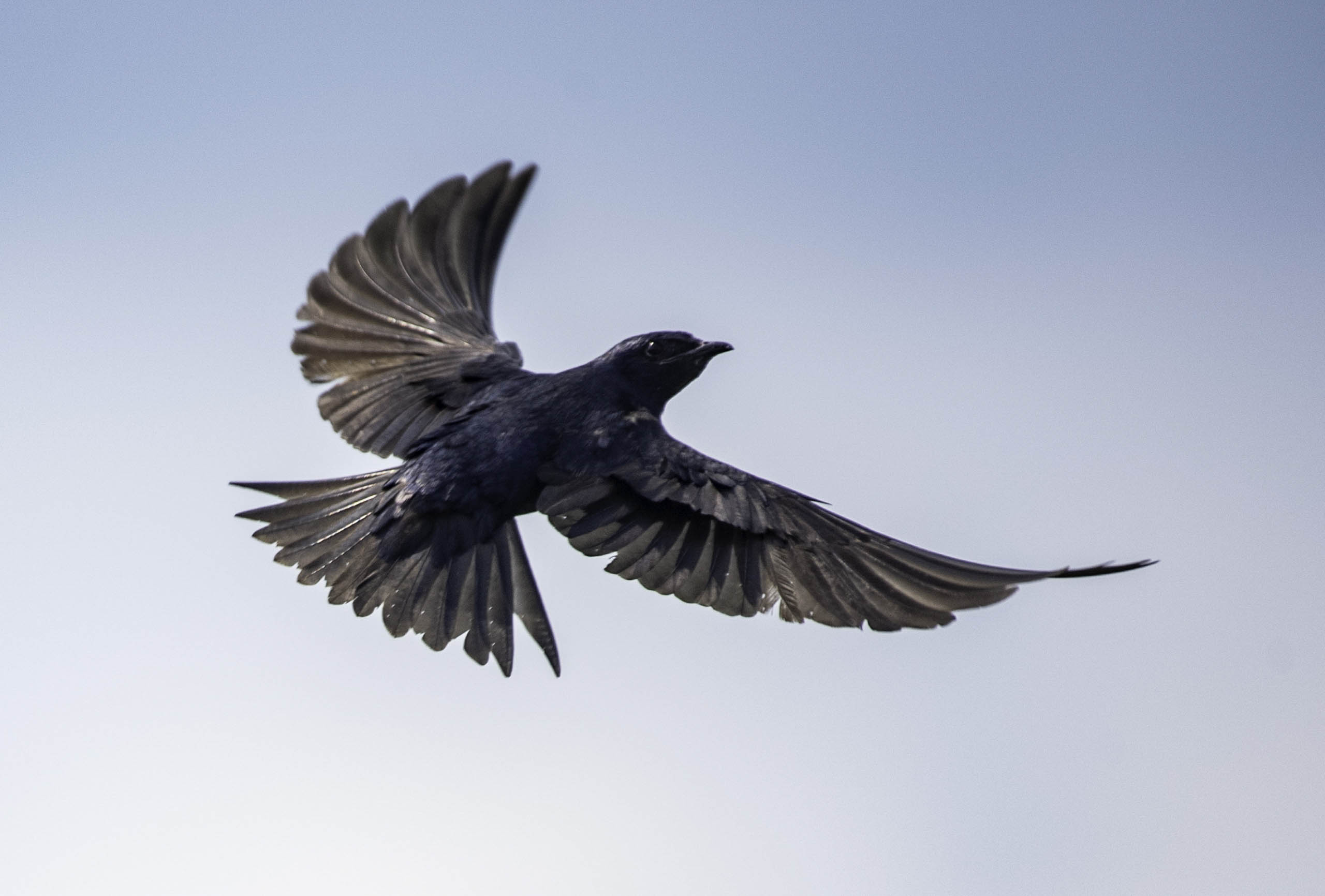 Purple martin, a dark-colored songbird, spreading its wings in flight.