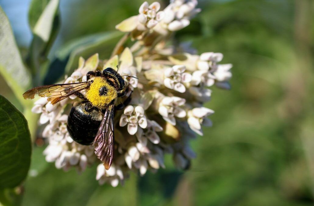 Nature Note: Native Bees