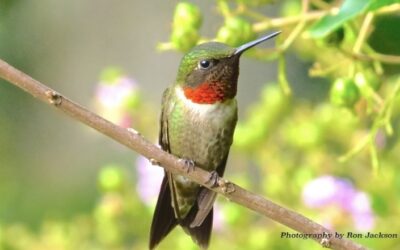 How to Keep Hummingbirds Happy and Healthy