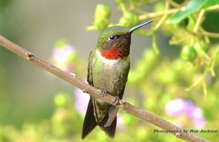 Hummingbird perches
