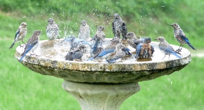 Birds in a bird bath