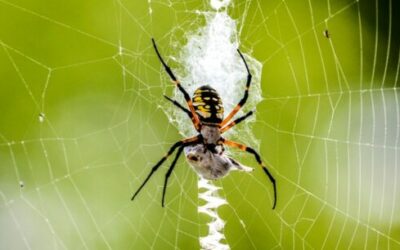 Garden Spiders