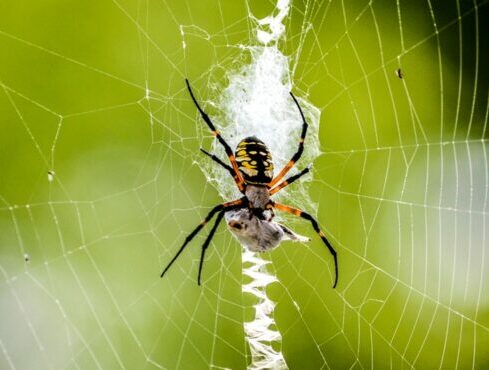 Garden spider weaving a web