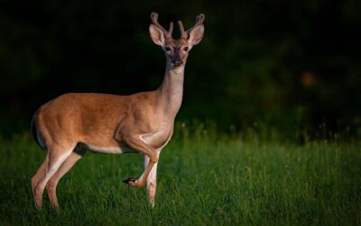 Tennessee Shows Up in Strong Support For CWD Research and Management Act