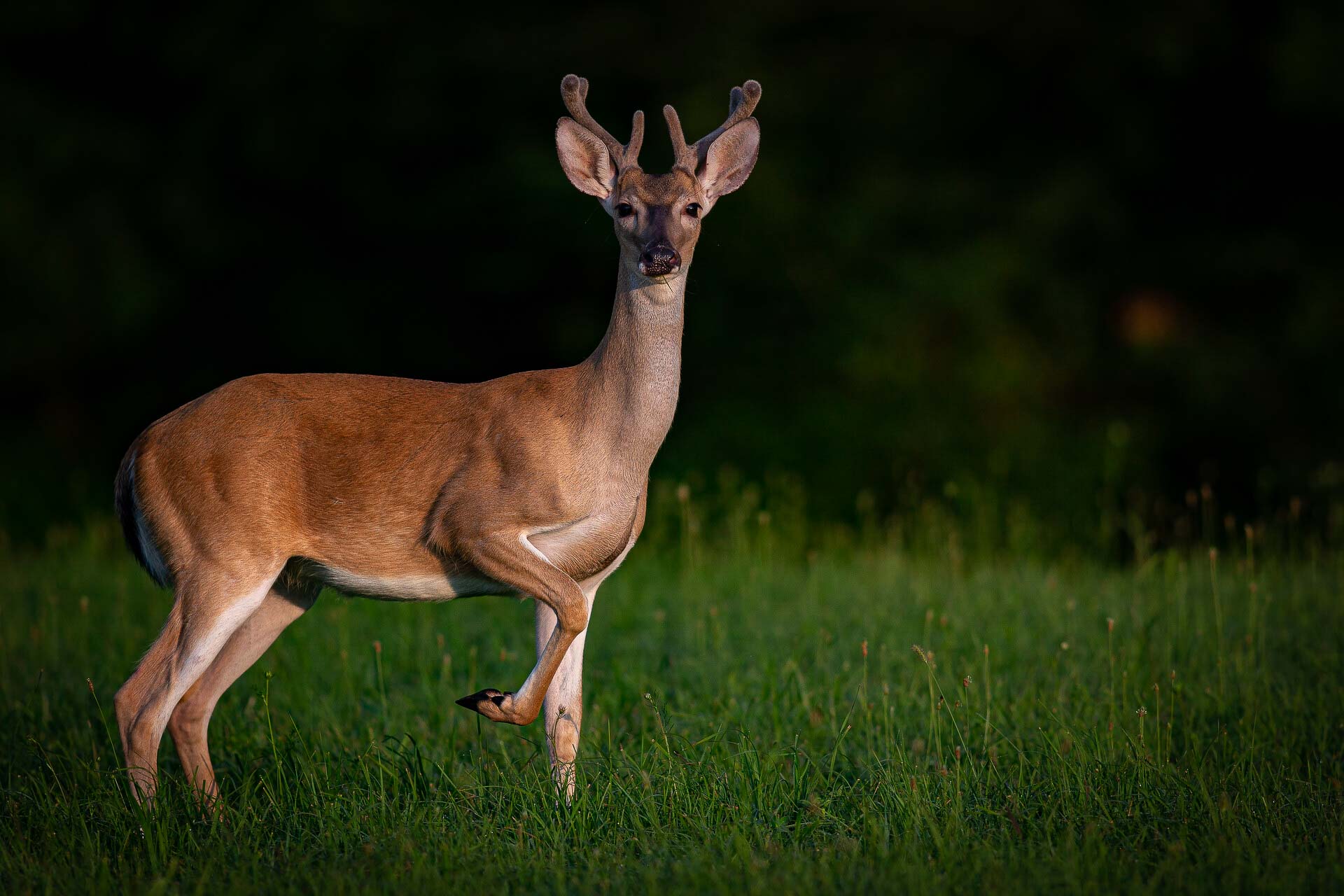 A young deer in velvet standing in a field