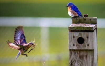 Tips for Successful Spring Nesting