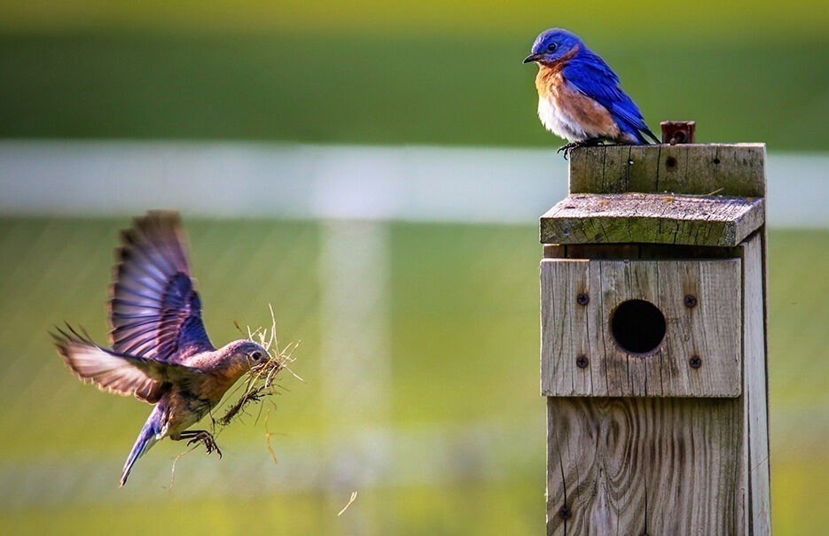 Bluebirds building a nest in a bird house