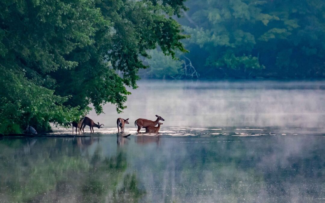 Federation Clinches A Win for Public Lands