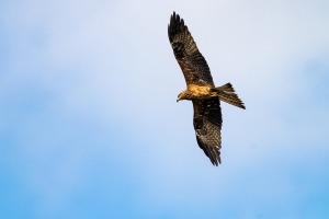 Endangered bird, the Golden eagle, flying high