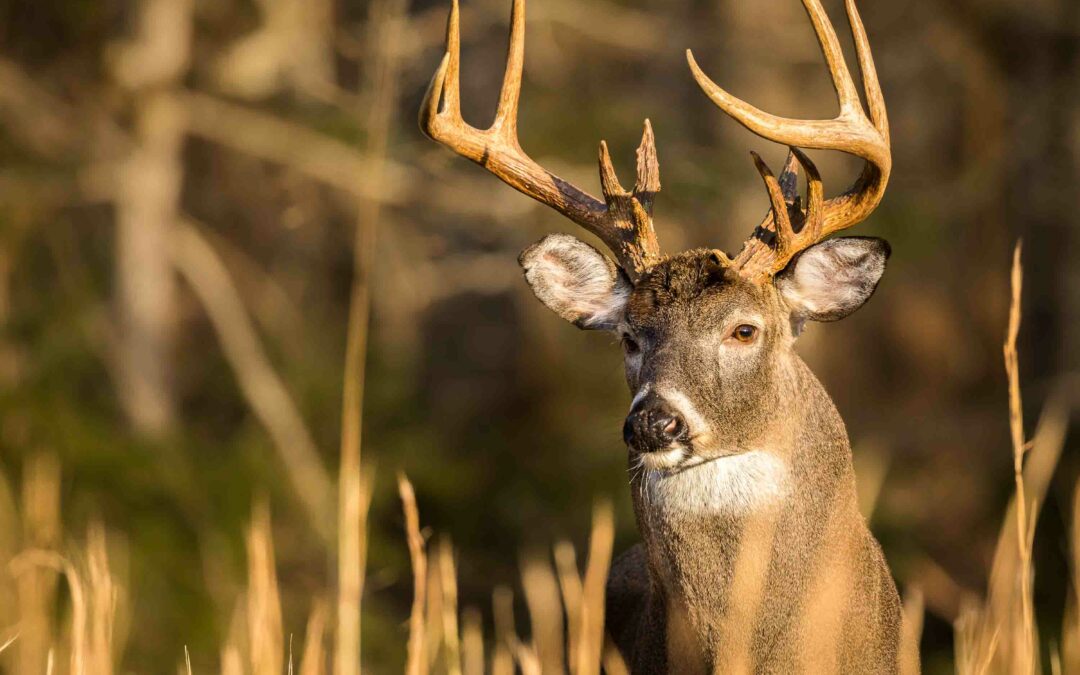 Response to Recent Report about CWD