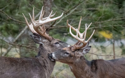 Chronic Wasting Disease Secures Needed Support; Expected Passage for CWD Management Act