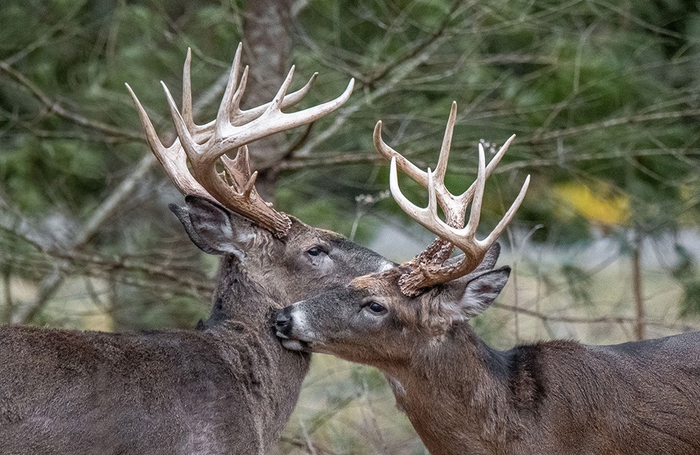 Deer cleaning each other