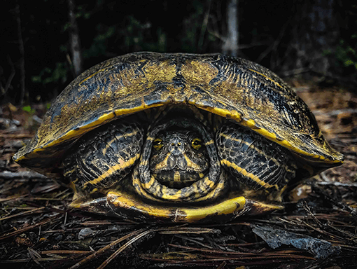 Viewed from the front, an eastern river cooter turtle tucked inside its shell 