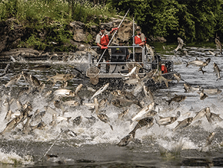 A jumping mass of carp overrun the river