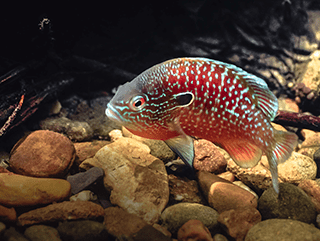 A colorful Longear Sunfish, a native to Tennessee