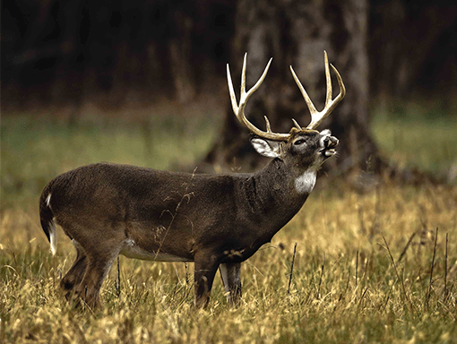 A lone stag in a forest clearing