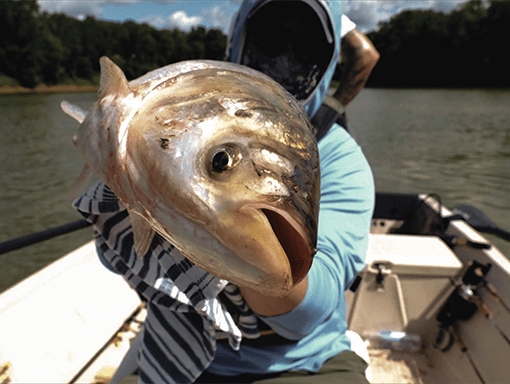 A close-up look at invasive carp