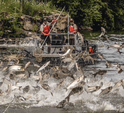 Conservation boat crew wrangles a leaping horde of invasive carp